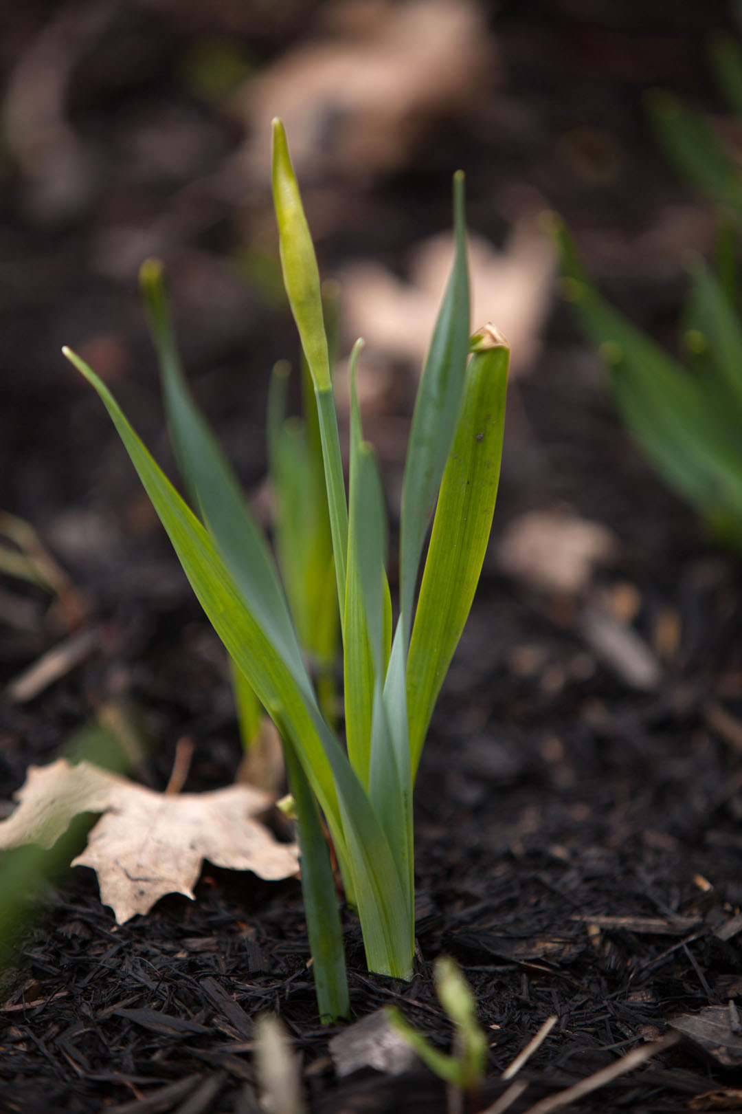 Spring gardening