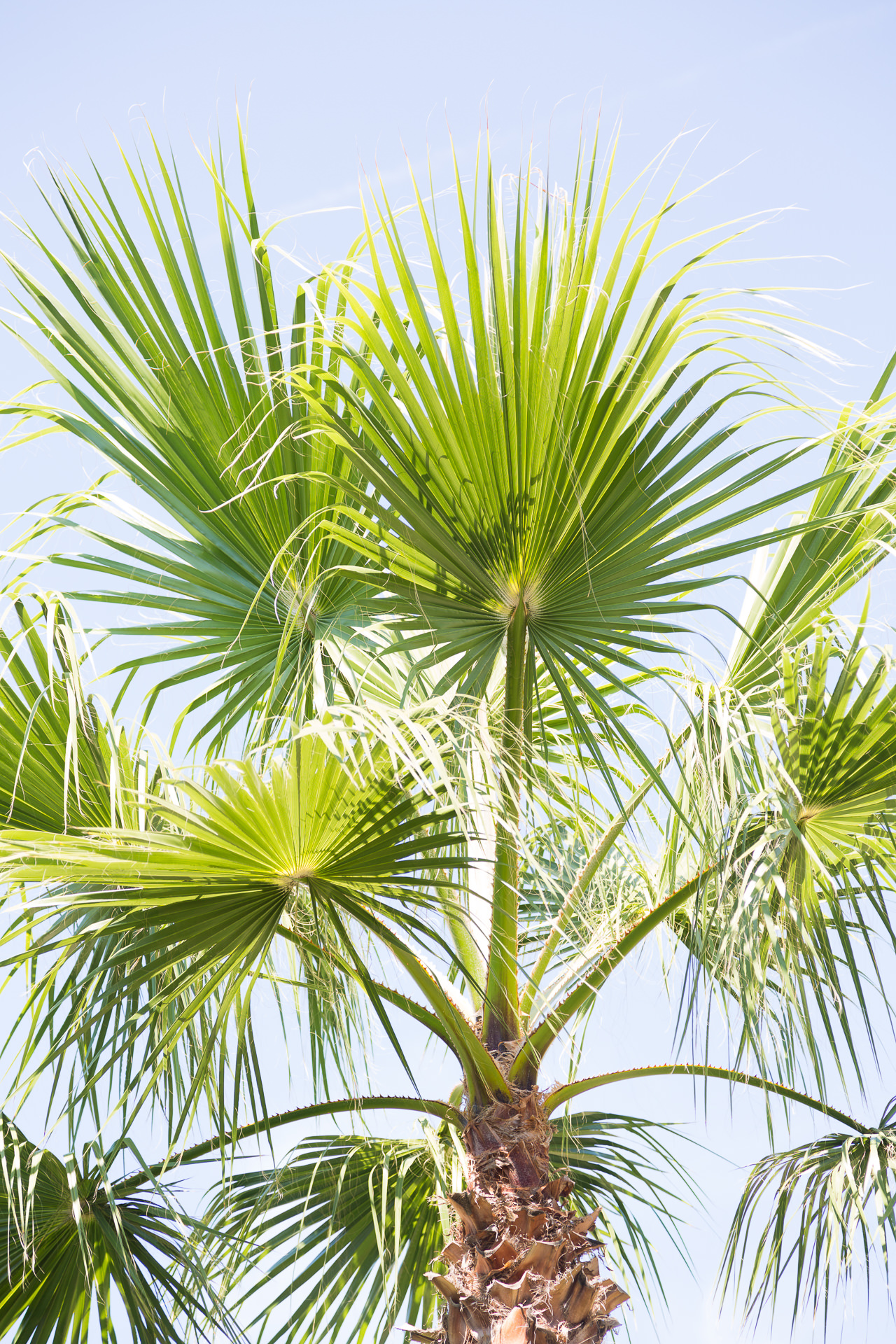 French Riviera Palm Tree