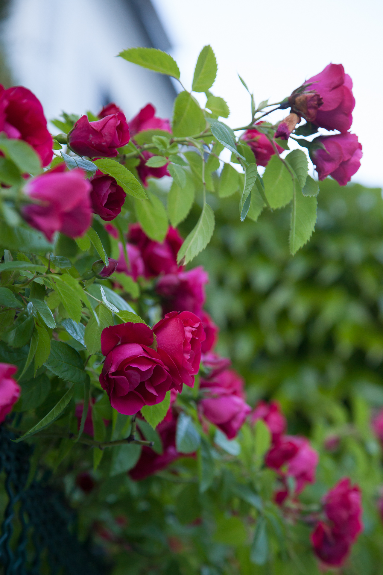 Paris flowers